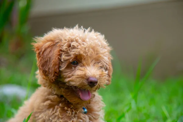 Şirin Köpek Yavrusu Oyuncak Kaniş Yeşil Bahçede Oturur — Stok fotoğraf