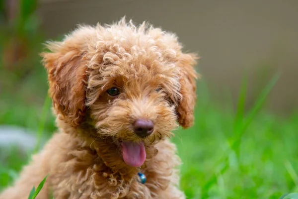 Bonito Cachorro Brinquedo Poodle Sentar Jardim Verde — Fotografia de Stock