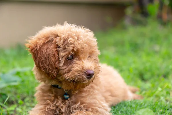 Cute Puppy Toy Poodle Sit Green Garden — Stock Photo, Image