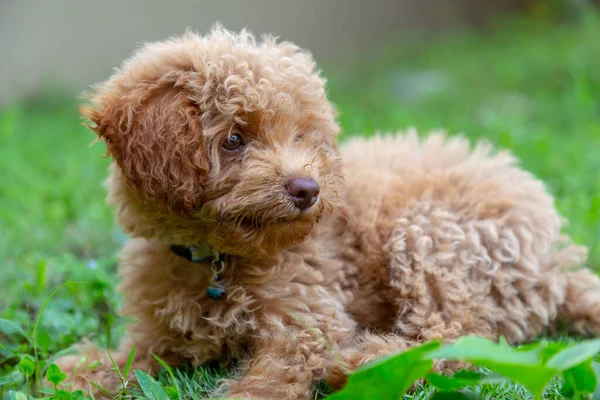 Bonito Cachorro Brinquedo Poodle Sentar Jardim Verde — Fotografia de Stock