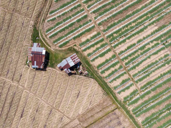 Aerial Drone image view of corn field in Tuaran, Sabah, Borneo