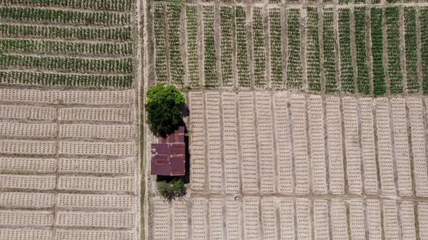 Aerial Drone Image View Corn Field Tuaran Sabah Borneo — Stock Photo, Image