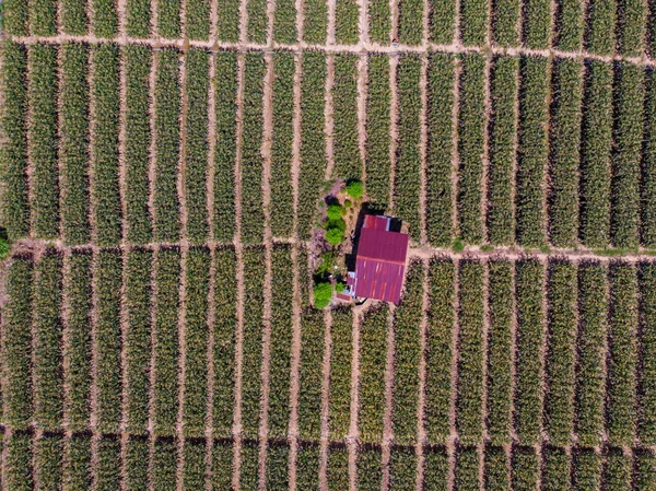 Luchtfoto Drone Beeld Van Maïsveld Tuaran Sabah Borneo — Stockfoto