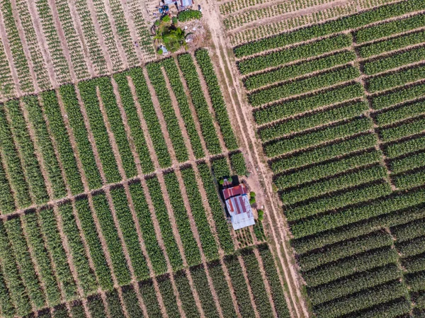 Aerial Drone image view of corn field in Tuaran, Sabah, Borneo