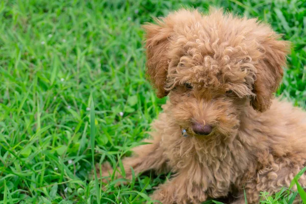 Bonito Cachorro Brinquedo Poodle Sentar Jardim Verde — Fotografia de Stock