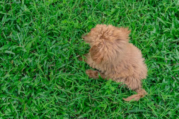 Bonito Cachorro Brinquedo Poodle Sentar Jardim Verde — Fotografia de Stock