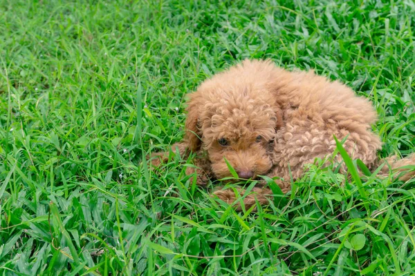Lindo Cachorro Juguete Cachorro Sentarse Verde Jardín —  Fotos de Stock