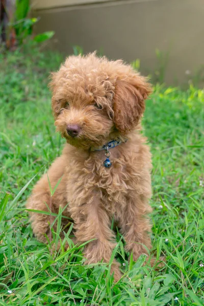 Bonito Cachorro Brinquedo Poodle Sentar Jardim Verde — Fotografia de Stock