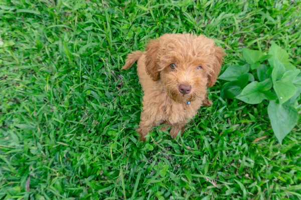 Bonito Cachorro Brinquedo Poodle Sentar Jardim Verde — Fotografia de Stock