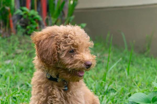 Bonito Cachorro Brinquedo Poodle Sentar Jardim Verde — Fotografia de Stock