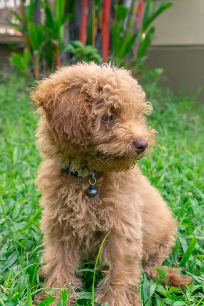 Bonito Cachorro Brinquedo Poodle Sentar Jardim Verde — Fotografia de Stock