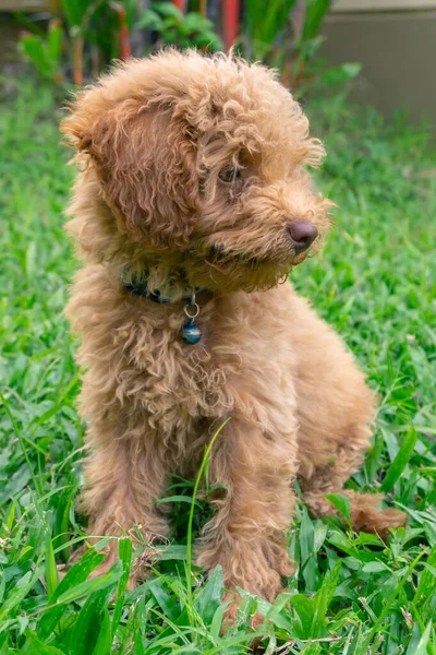 Bonito Cachorro Brinquedo Poodle Sentar Jardim Verde — Fotografia de Stock