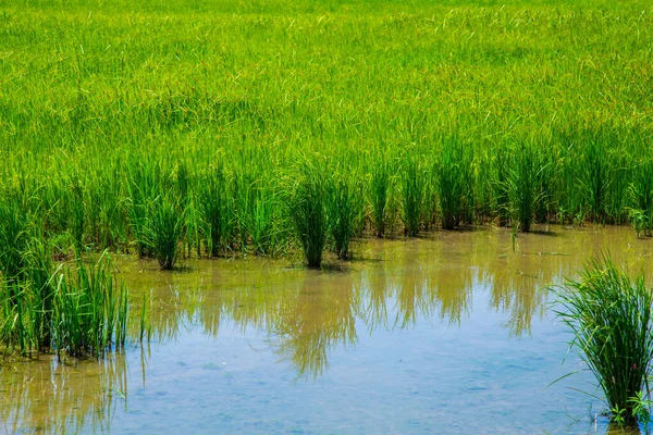 马来西亚沙巴Kota Belud日出黄金时段美丽的绿色稻田 — 图库照片