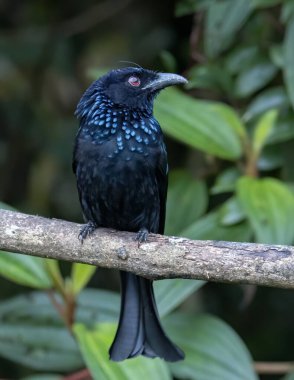 Tüneğin üzerinde Bronz Drongo kuşunun (Dicrurus aeneus) doğa görüntüsü