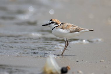 Malezya yağmurluğunun doğa görüntüsü, Güneydoğu Asya 'daki plajlara ve tuzlu düzlüklere yuva yapan küçük bir balıkçı teknesidir..