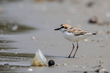Malezya yağmurluğunun doğa görüntüsü, Güneydoğu Asya 'daki plajlara ve tuzlu düzlüklere yuva yapan küçük bir balıkçı teknesidir..