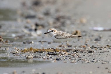 Malezya yağmurluğunun doğa görüntüsü, Güneydoğu Asya 'daki plajlara ve tuzlu düzlüklere yuva yapan küçük bir balıkçı teknesidir..