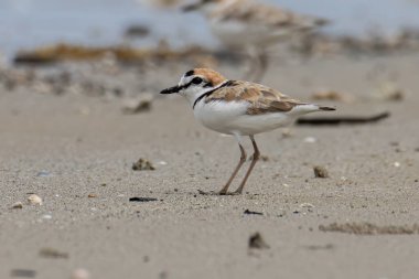 Malezya yağmurluğunun doğa görüntüsü, Güneydoğu Asya 'daki plajlara ve tuzlu düzlüklere yuva yapan küçük bir balıkçı teknesidir..