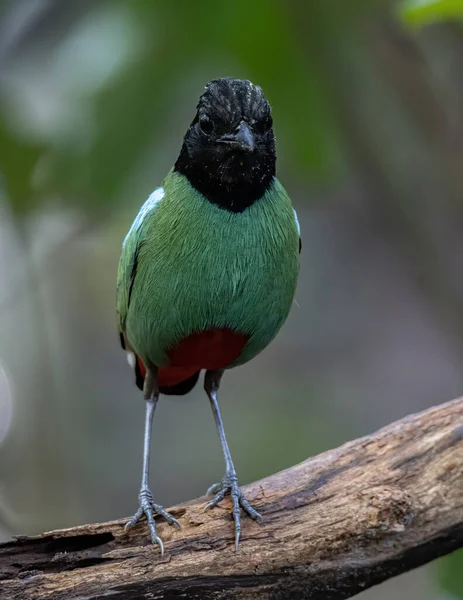 Зображення Дикої Природи Борнео Hooded Pitta Pitta Sordida Mulleri Джунглях — стокове фото