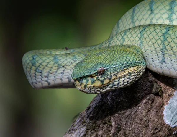 Uma Cobra Muito Venenosa Endêmica Sabah Pit Viper Bornean Keeled — Fotografia de Stock