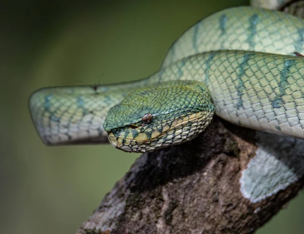 Uma Cobra Muito Venenosa Endêmica Sabah Pit Viper Bornean Keeled — Fotografia de Stock