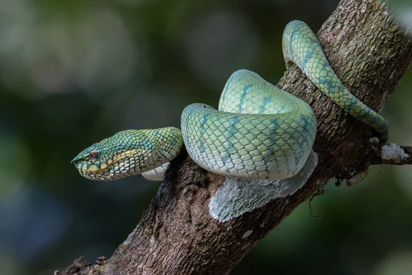 Egy Nagyon Mérges Endemikus Kígyó Sabah Pit Viper Bornean Keeled — Stock Fotó