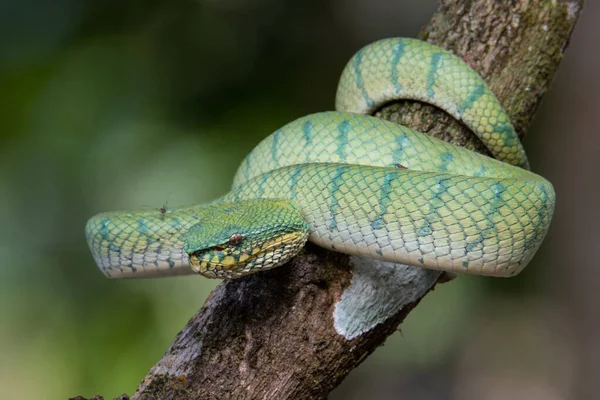Very Venomous Endemic Snake Sabah Pit Viper Bornean Keeled Pit — Stock Photo, Image
