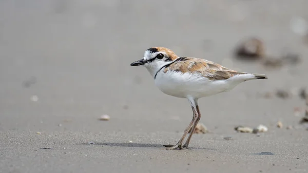 Natureza Imagem Vida Selvagem Plover Malaio Pequeno Wader Que Nidifica — Fotografia de Stock