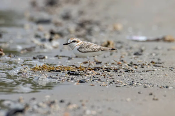 Зображення Природи Малайзійського Птаха Маленький Путівник Який Гніздиться Пляжах Соляних — стокове фото