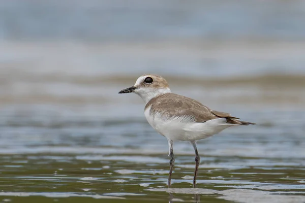 Sahildeki Kum Küreyen Kuşunun Doğa Görüntüsü — Stok fotoğraf