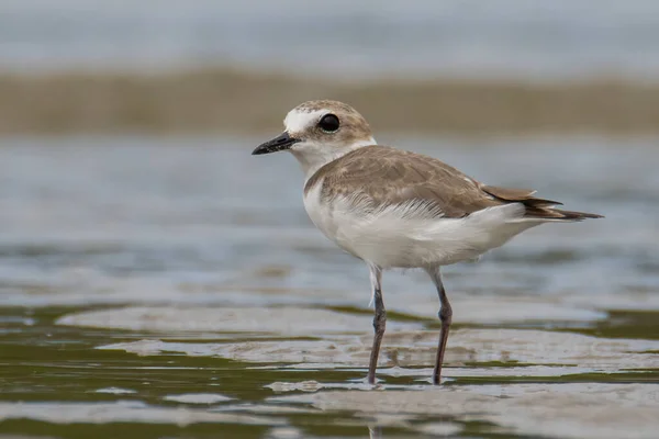 Natureza Vida Selvagem Imagem Areia Plover Pássaro Água Praia — Fotografia de Stock