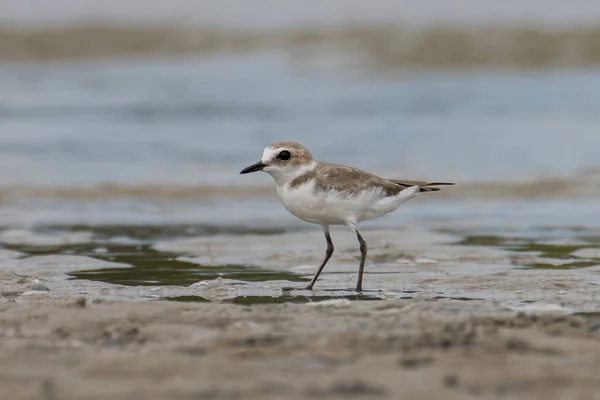 Φύση Άγρια Εικόνα Της Άμμου Plover Υδρόβια Πτηνά Στην Παραλία — Φωτογραφία Αρχείου