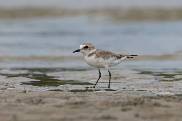 Natureza Vida Selvagem Imagem Areia Plover Pássaro Água Praia — Fotografia de Stock