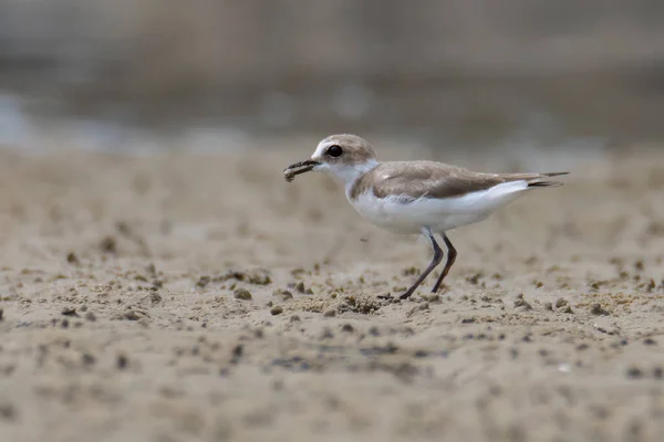 Natureza Vida Selvagem Imagem Areia Plover Pássaro Água Praia — Fotografia de Stock