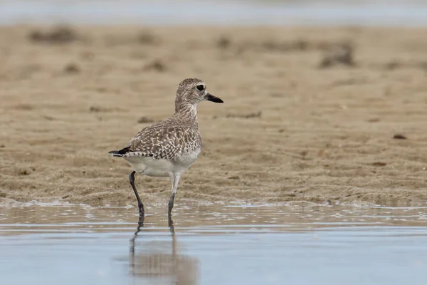 Nature Wildlife Image Grey Plover Water Bird Beach — 스톡 사진