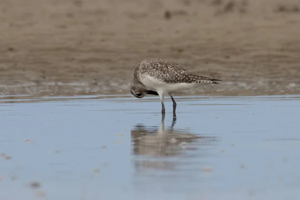 Natuur Dierenbeeld Van Grijze Plover Watervogel Het Strand — Stockfoto