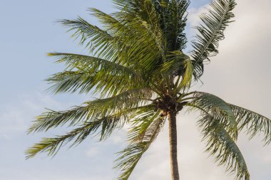 Açık mavi gökyüzünde palmiye ağaçları