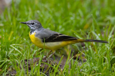 Doğanın vahşi yaşam görüntüsü. Gri kuyruklu, ormanın derinliklerinde.