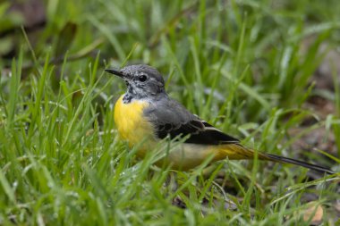 Doğanın vahşi yaşam görüntüsü. Gri kuyruklu, ormanın derinliklerinde.