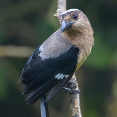 Bornean Treepie 'nin (Dendrocitta Cinerascen), Borneo Adası' na özgü güzel, büyük bir kuşunun doğa görüntüsü.