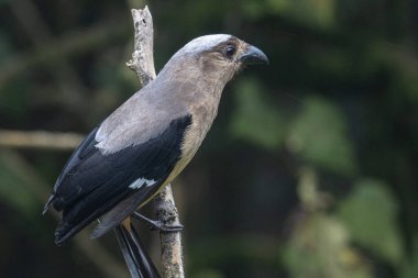 Bornean Treepie 'nin (Dendrocitta Cinerascen), Borneo Adası' na özgü güzel, büyük bir kuşunun doğa görüntüsü.