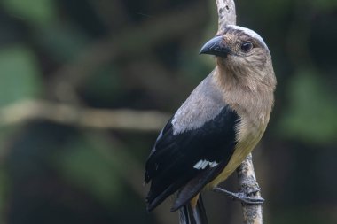 Bornean Treepie 'nin (Dendrocitta Cinerascen), Borneo Adası' na özgü güzel, büyük bir kuşunun doğa görüntüsü.
