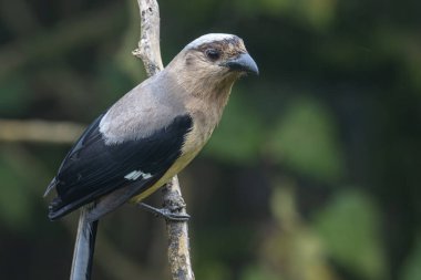 Bornean Treepie 'nin (Dendrocitta Cinerascen), Borneo Adası' na özgü güzel, büyük bir kuşunun doğa görüntüsü.