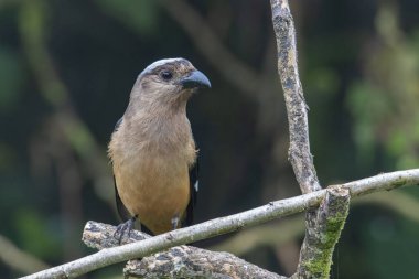 Bornean Treepie 'nin (Dendrocitta Cinerascen), Borneo Adası' na özgü güzel, büyük bir kuşunun doğa görüntüsü.