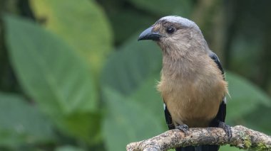 Bornean Treepie 'nin (Dendrocitta Cinerascen), Borneo Adası' na özgü güzel, büyük bir kuşunun doğa görüntüsü.