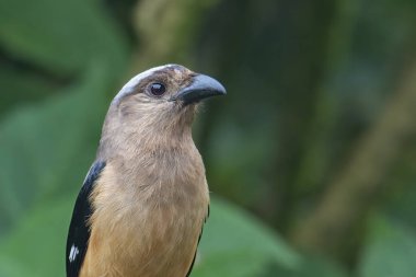 Bornean Treepie 'nin (Dendrocitta Cinerascen), Borneo Adası' na özgü güzel, büyük bir kuşunun doğa görüntüsü.