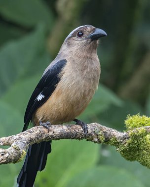 Bornean Treepie 'nin (Dendrocitta Cinerascen), Borneo Adası' na özgü güzel, büyük bir kuşunun doğa görüntüsü.