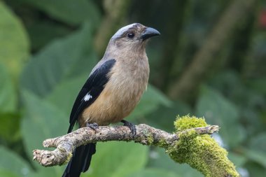 Bornean Treepie 'nin (Dendrocitta Cinerascen), Borneo Adası' na özgü güzel, büyük bir kuşunun doğa görüntüsü.