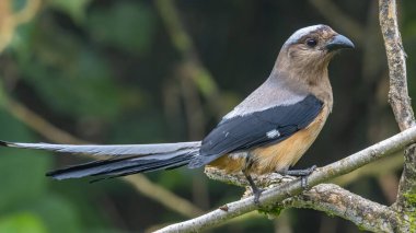 Bornean Treepie 'nin (Dendrocitta Cinerascen), Borneo Adası' na özgü güzel, büyük bir kuşunun doğa görüntüsü.