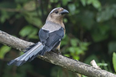 Bornean Treepie 'nin (Dendrocitta Cinerascen), Borneo Adası' na özgü güzel, büyük bir kuşunun doğa görüntüsü.